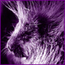 blog logo of porcupine-girl