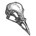 blog logo of Bird Boned