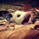 blog logo of An Opossum Named Bastard