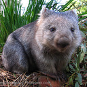 blog logo of Of Wombats and Fannish Squee