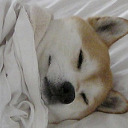 blog logo of shibas wrapped in blankets