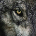 blog logo of wolfdominant1968