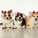 blog logo of My Three Silly Corgis: Ed, Jiggles, and Butterbeer
