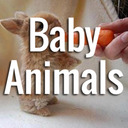 blog logo of Baby Animals - In Case of Bad Day: Scroll Down