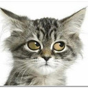 blog logo of Today is Caturday