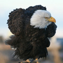blog logo of Bald eagles that look like Arsene Wenger