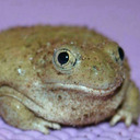 blog logo of toad time !