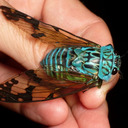 blog logo of cicadas are shoegaze