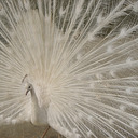 blog logo of Peacock parlour