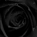 blog logo of even thorns have roses