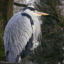 blog logo of This is a blog, a blog with herons. 