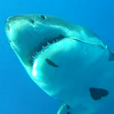 blog logo of Shark Hugger