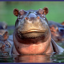 blog logo of Dammit Jim, I'm A Hippo not a Hottie