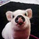 blog logo of your daily pig