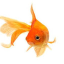 blog logo of awkwardgoldfish tumblr