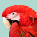 blog logo of Zazu's House Parrot Sanctuary