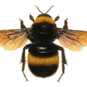 blog logo of Gentle Honeybee