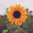 blog logo of Sunflower Spirit