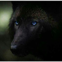 blog logo of Blackwolf88