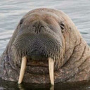 blog logo of walrus boi
