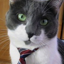 blog logo of Cats That Look Like Politicians