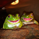 blog logo of Sticky Frogs