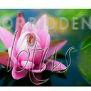 blog logo of Forbidden Lotus