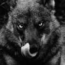blog logo of Stern but loving..A Patient Wolf..A Lone Wolf