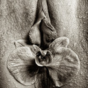blog logo of Labial Orchids