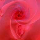 blog logo of Orchids & Rosebuds