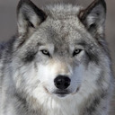 blog logo of Mr. Wolf