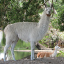 blog logo of Nostalgic Llama