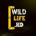 blog logo of Wildlife Animals & Nature