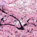 blog logo of 桜