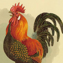 blog logo of 101 chicken breeds