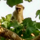 blog logo of stop the monkey Ü18