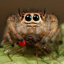 blog logo of all spiders all the time