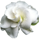 blog logo of blushing-gardenia tumblr