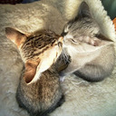 blog logo of (lol)Cats in Love