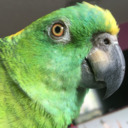 blog logo of Sam The Amazon Parrot