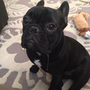 blog logo of Buckminster Diaries: The story of a french bulldog
