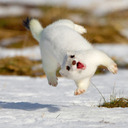 blog logo of whatever floats your stoat