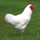 Small White Cock