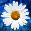 blog logo of A Ferocious Flower