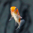 blog logo of Colby Jack the Goldfish