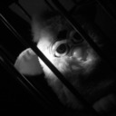 blog logo of Furby Evil