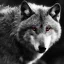 blog logo of Echame a los lobos y regreso liderando la manada