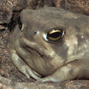 blog logo of A Small, Fat, Disgruntled Frog