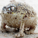blog logo of I aspire to be the angry squeaking frog