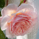 blog logo of Crying Rose